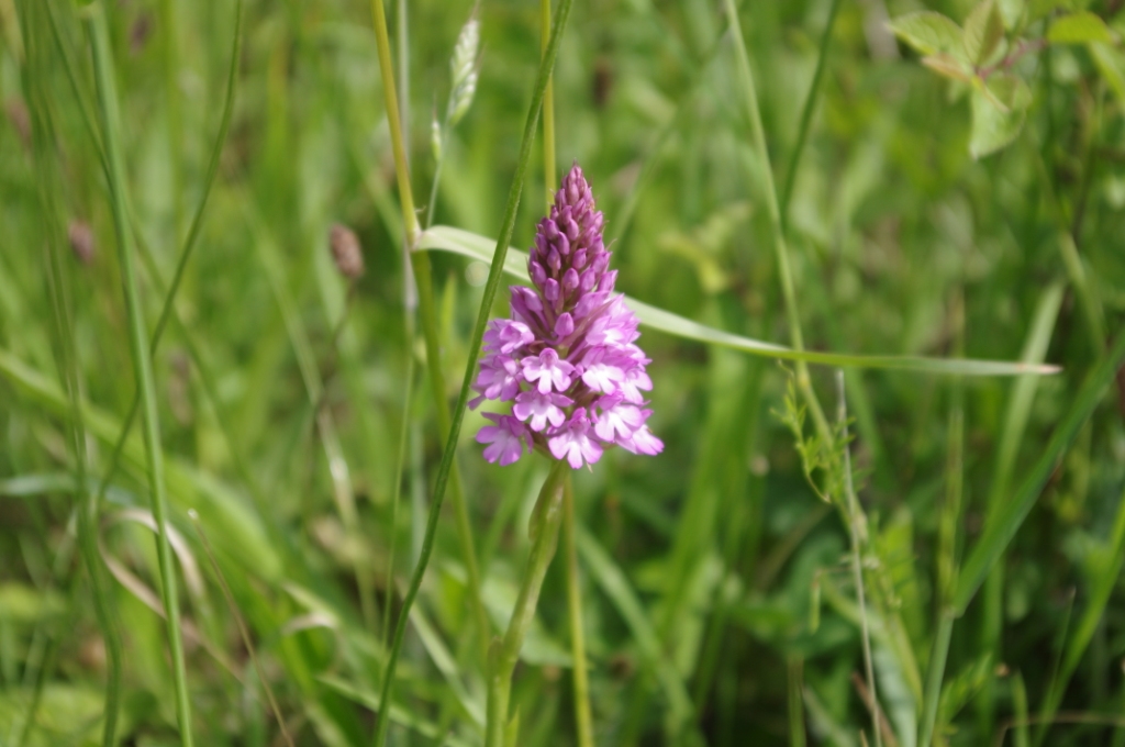 Pyramidal Orchid