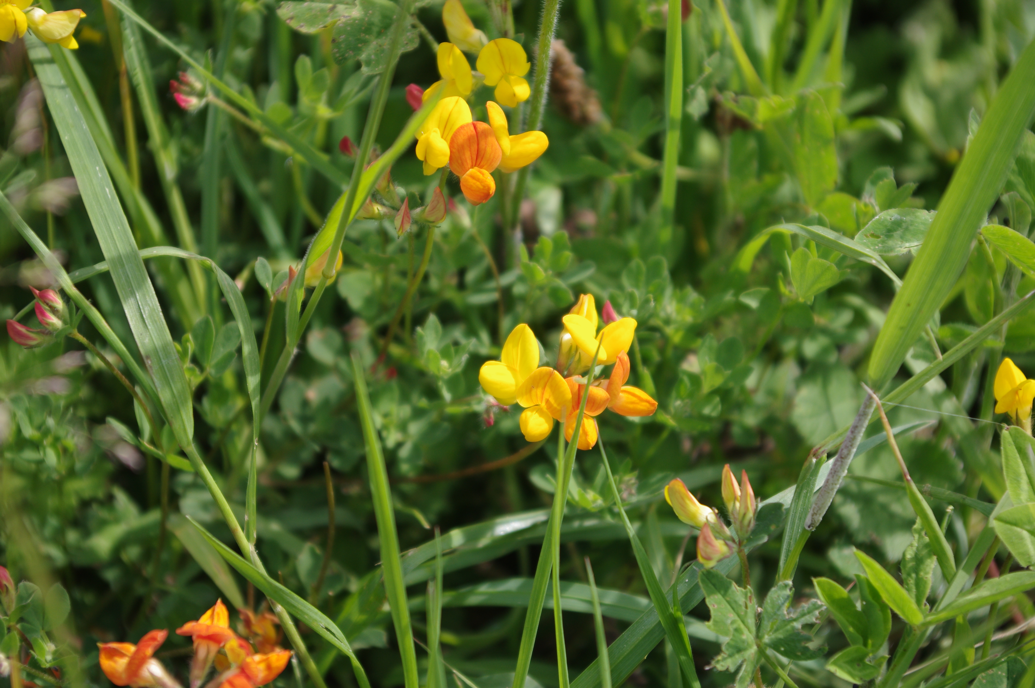 Birds Foot Trefoil