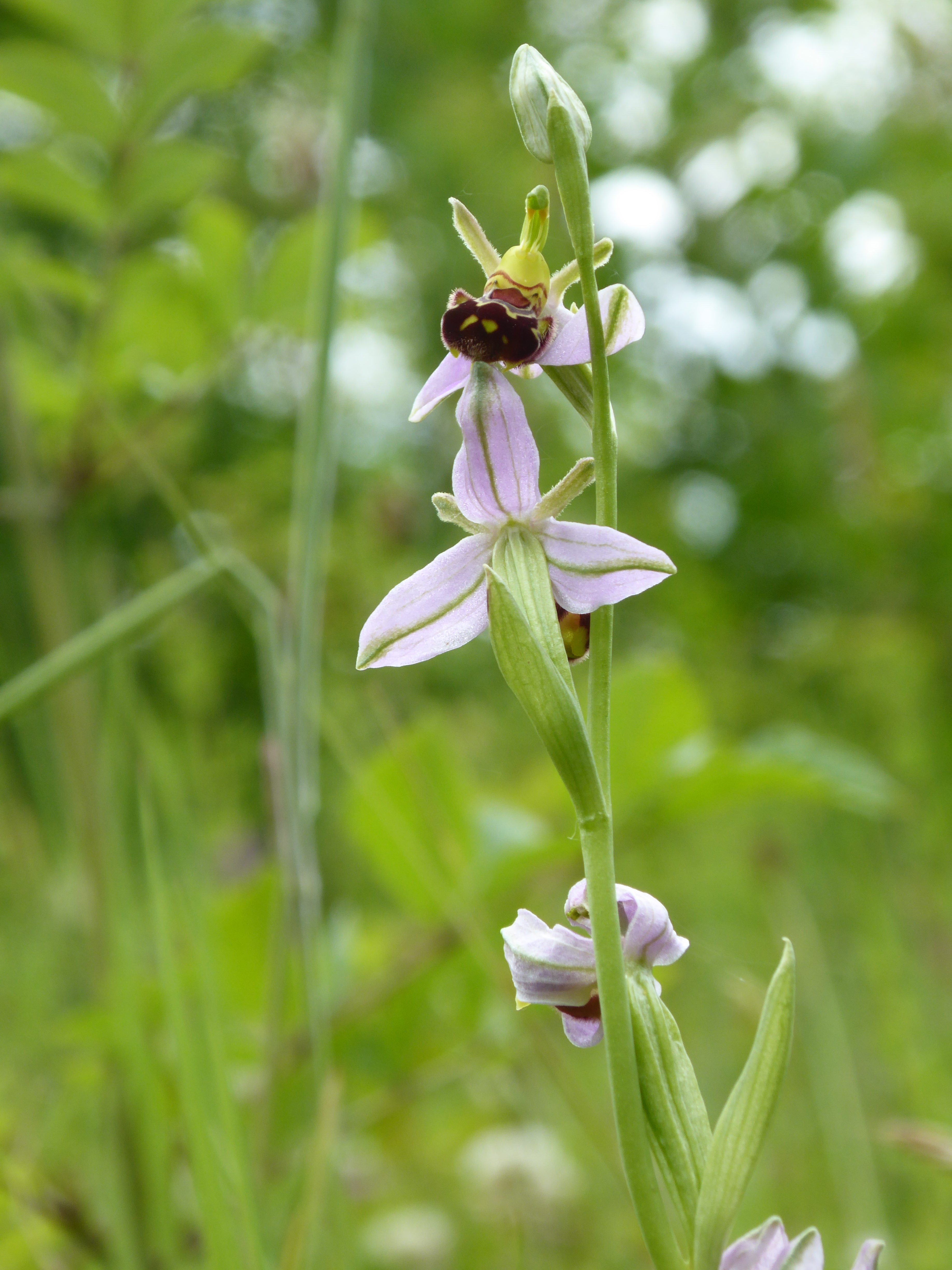Bee Orchid