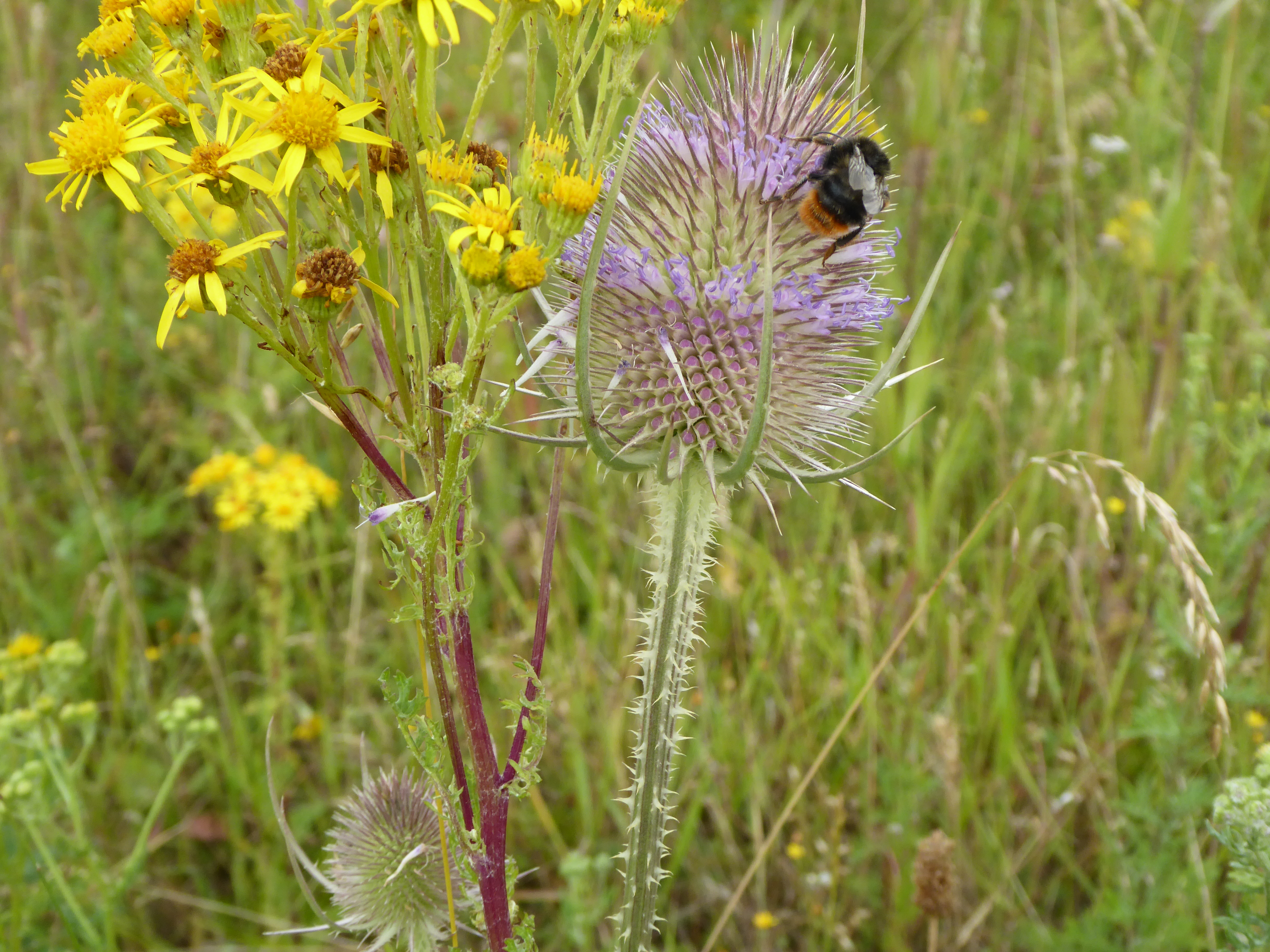 Teasel with red-tailed bumblebee